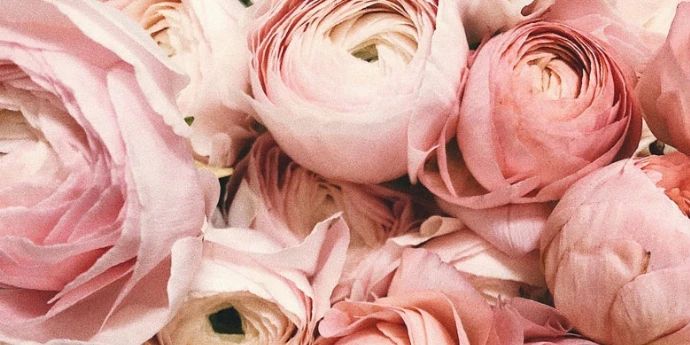 Cveće - hrana za stomak, oči i dušu