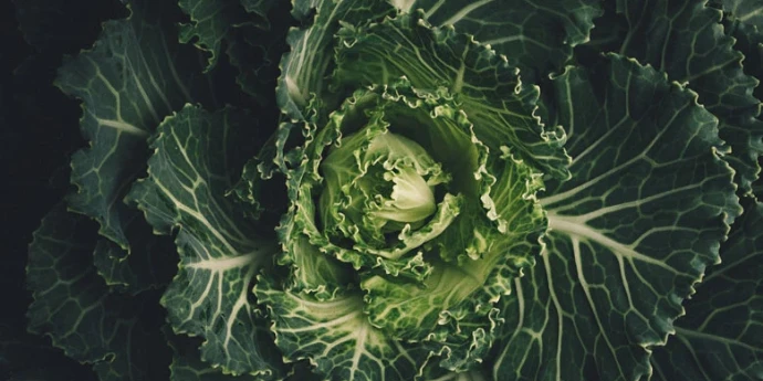 Domaća BIO gazdinstva