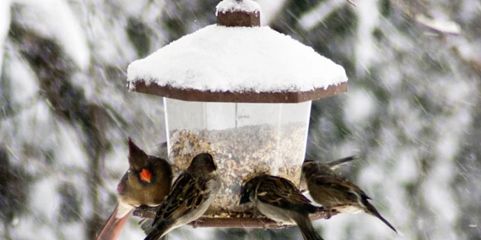 Hranjenje ptica zimi