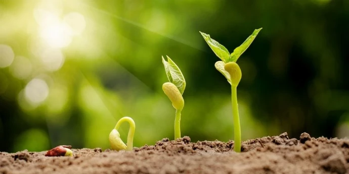 Kako da klijate kod kuće