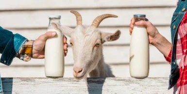 Kako se pije surutka za jetru