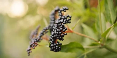 Najbolji recepti za sok od zove