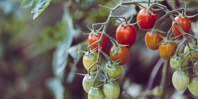 Šta je to organska proizvodnja?