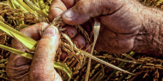 Ratar - Veljko Petrović