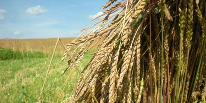 Recept za speltu iz termosa, kičari i pregršt korisnih saveta o ishrani od našeg kupca A.A.