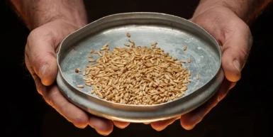 Spelta – za šta je dobra i kako se koristi?