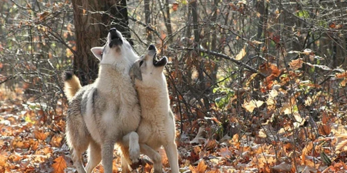 Žene koje trče s vukovima - C.P. Estes