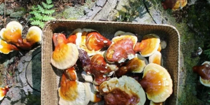 Čaj od reiši pečurke