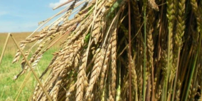 Spelta iz termosa (recept je primenjiv i na druge žitarice)