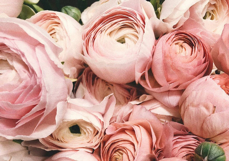 Cveće - hrana za stomak, oči i dušu