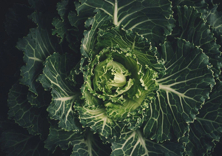 Domaća BIO gazdinstva