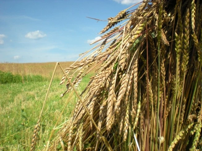 Recept za speltu iz termosa, kičari i pregršt korisnih saveta o ishrani od našeg kupca A.A.