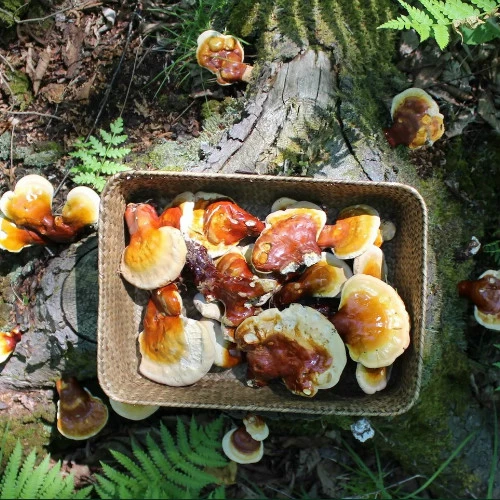 Čaj od reiši pečurke