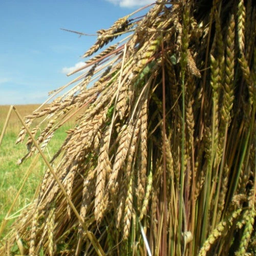 Spelta iz termosa (recept je primenjiv i na druge žitarice)